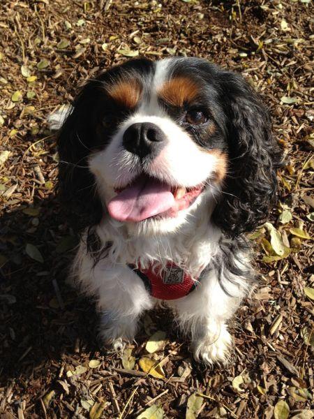 Snapshot of a Cavalier King Charles